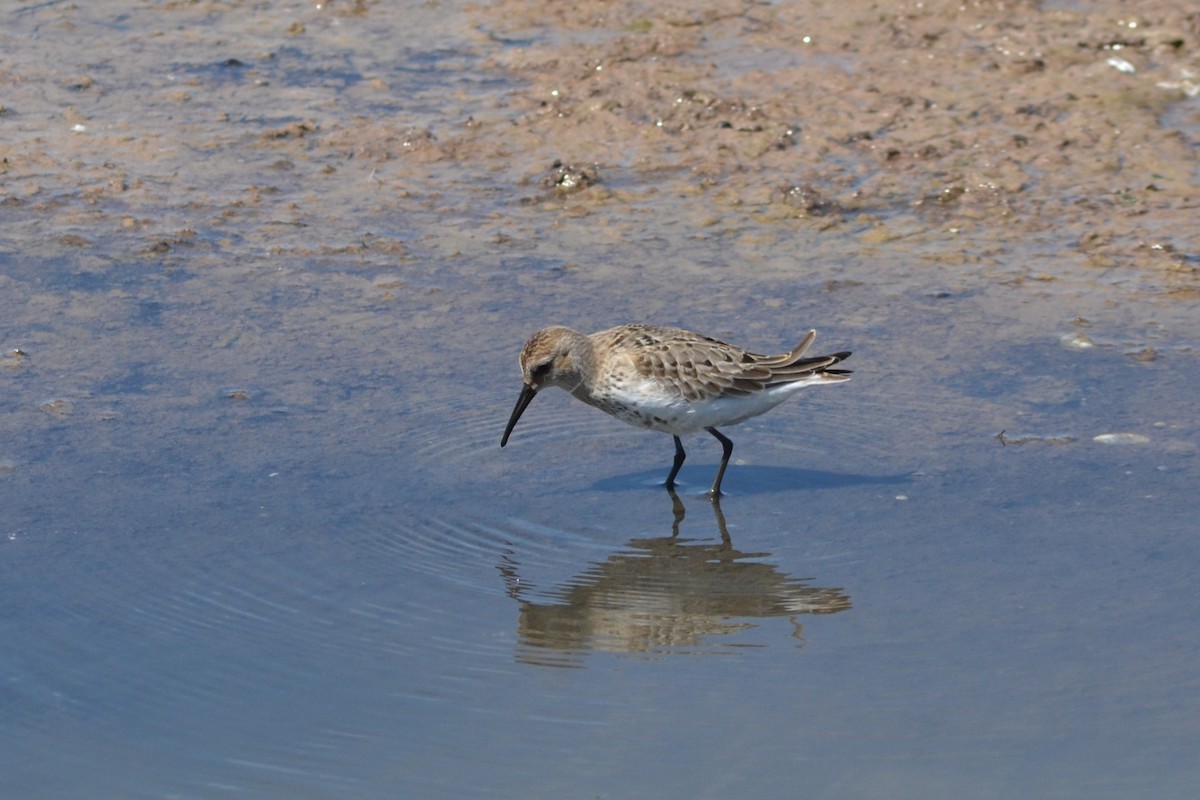 Dunlin - ML365428511