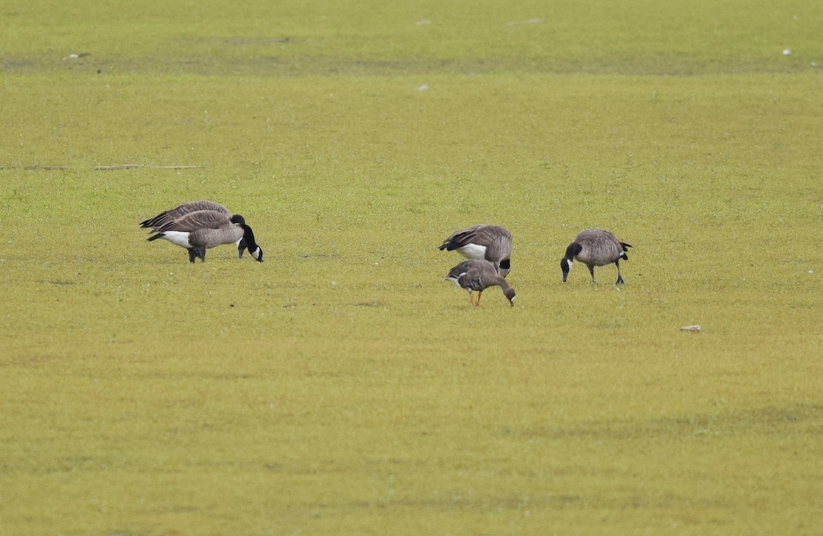 Greater White-fronted Goose (Western) - Andy Reago &  Chrissy McClarren