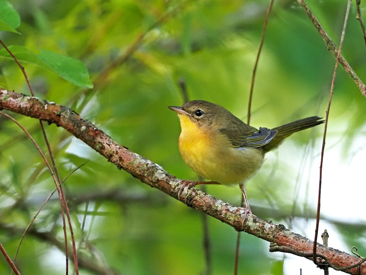 Common Yellowthroat - Gary Mueller