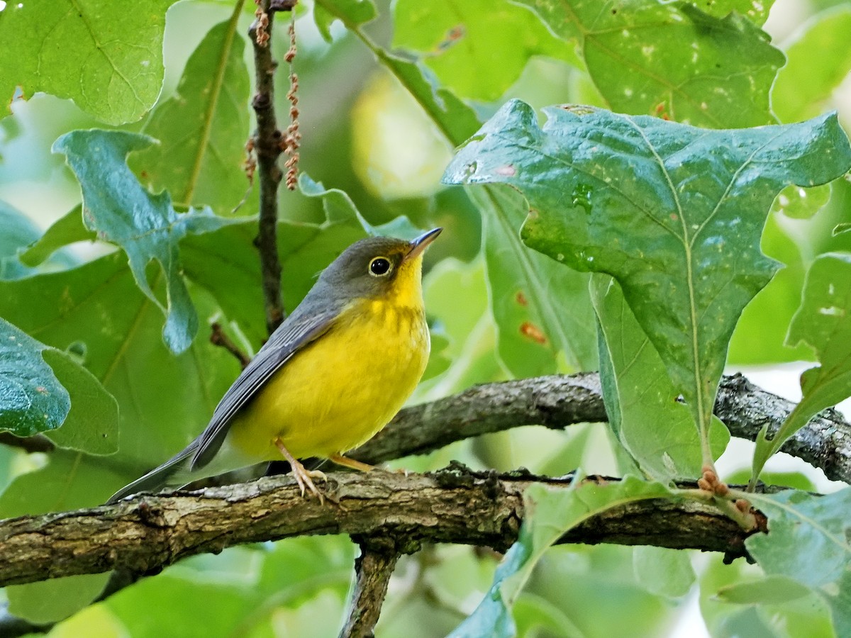 Canada Warbler - ML365430591