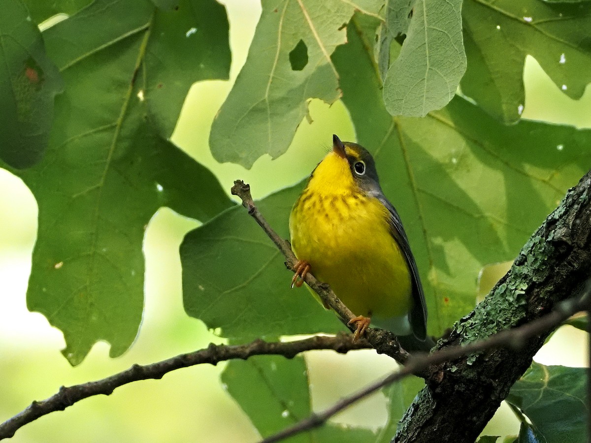 Canada Warbler - ML365430681