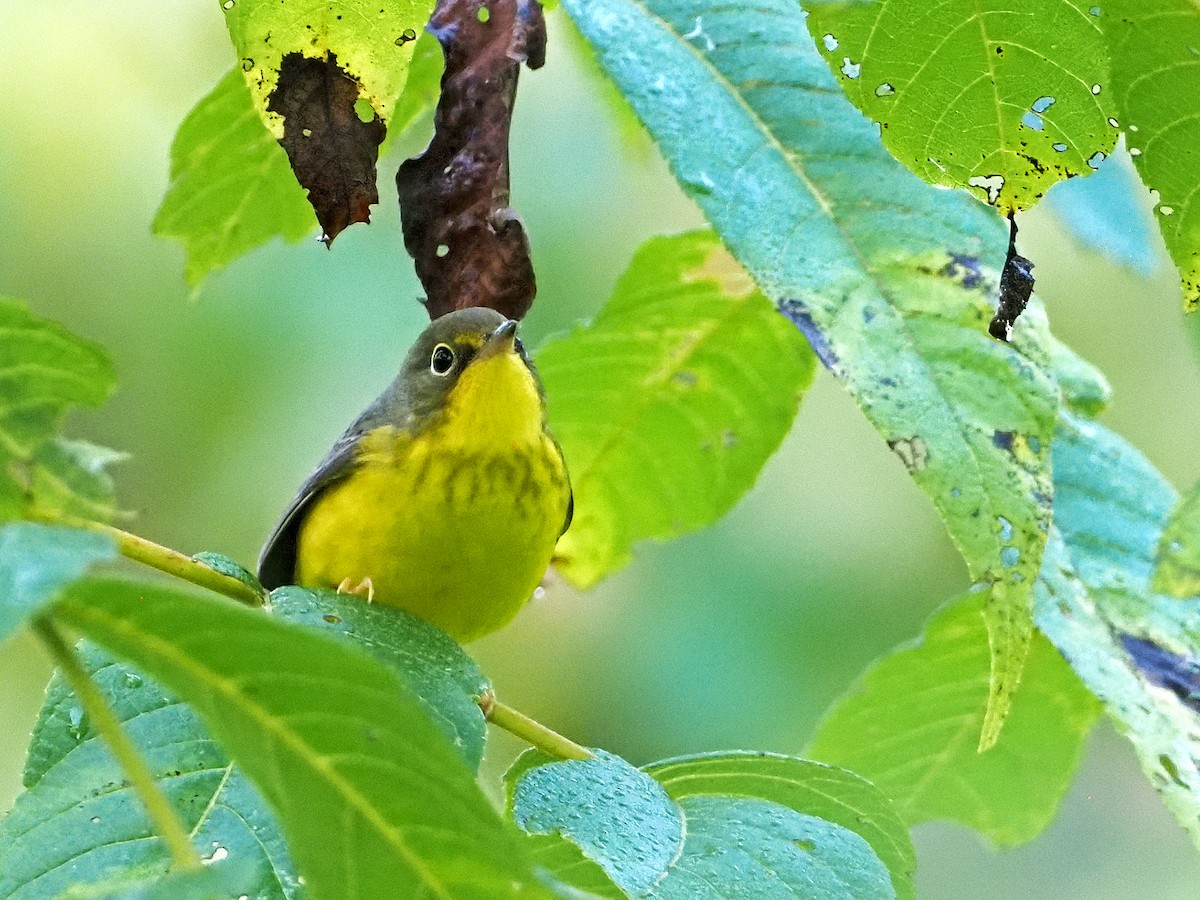 Paruline du Canada - ML365430711