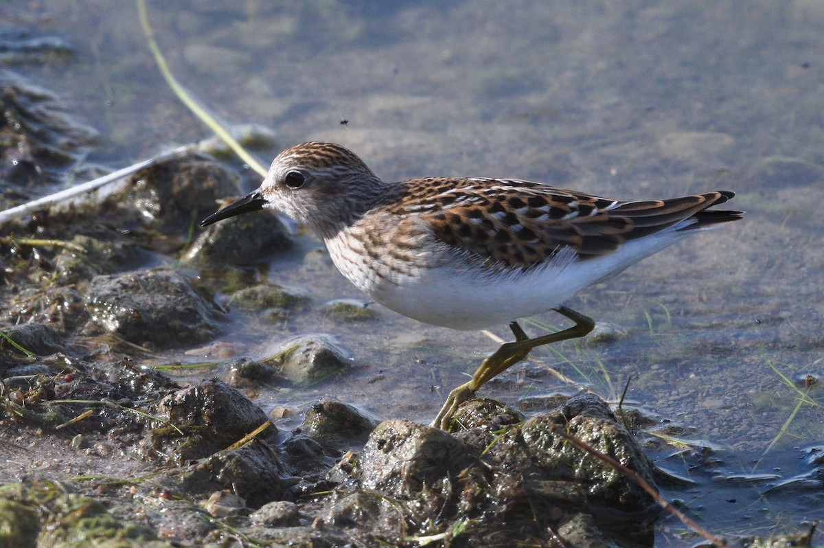 Least Sandpiper - ML365431261