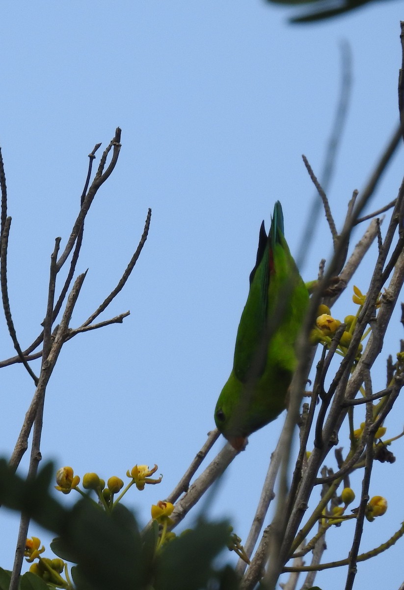 Vernal Hanging-Parrot - dineshbharath kv