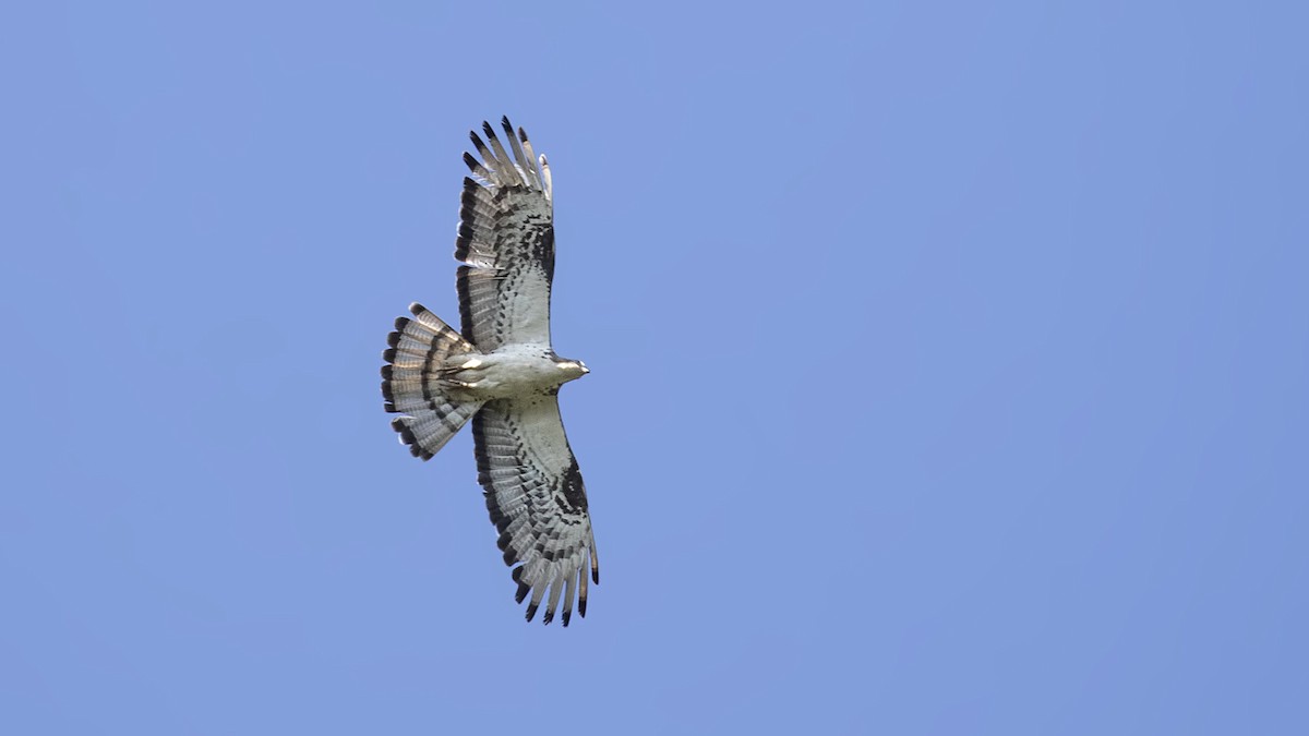 European Honey-buzzard - ML365435941