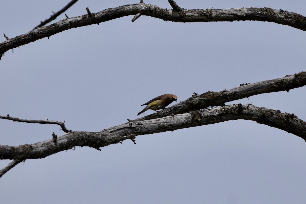 Cedar Waxwing - ML365436071