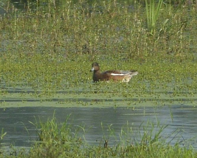 Eurasian Wigeon - David Kennedy