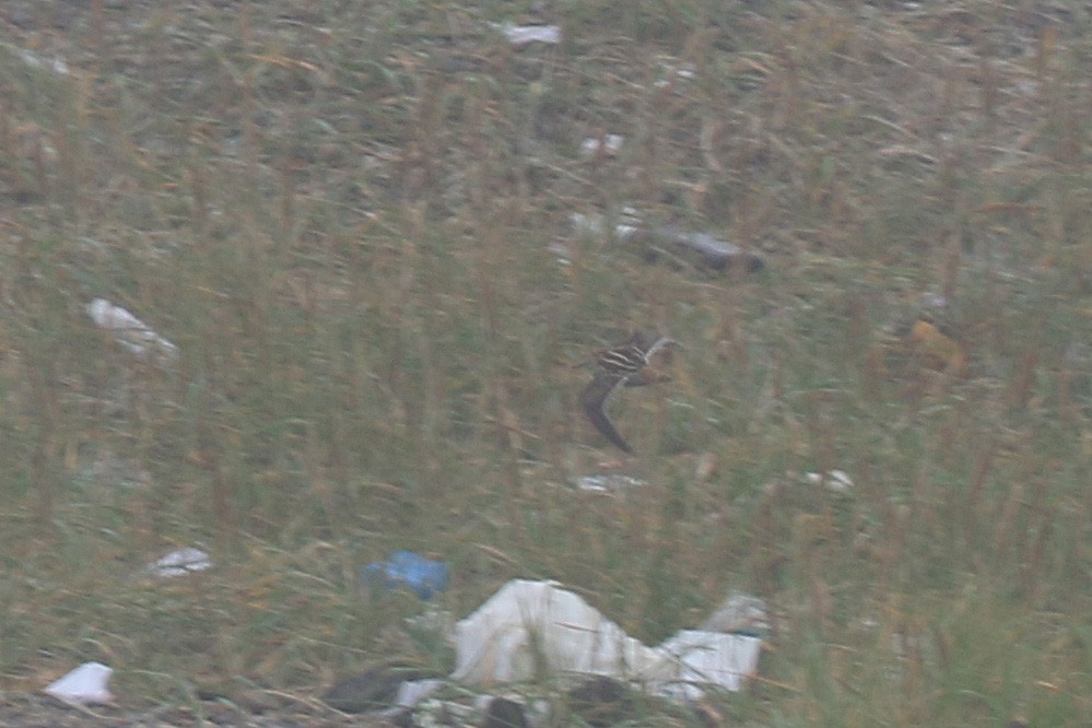 Common Snipe - ML365436851