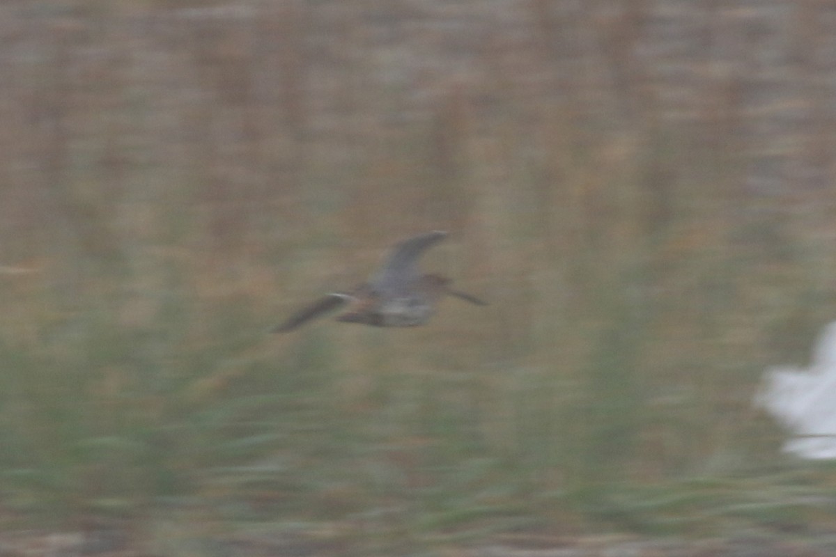 Common Snipe - ML365436881