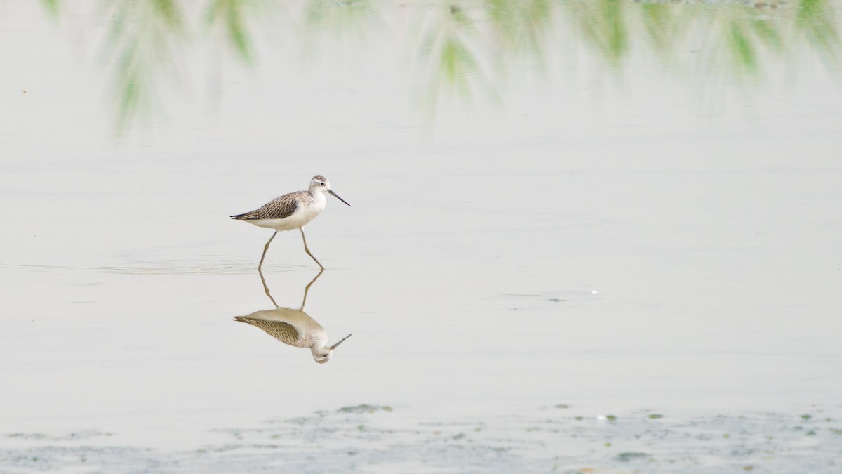 Marsh Sandpiper - ML365437031