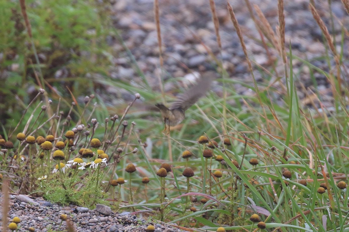 Dusky Warbler - ML365437211