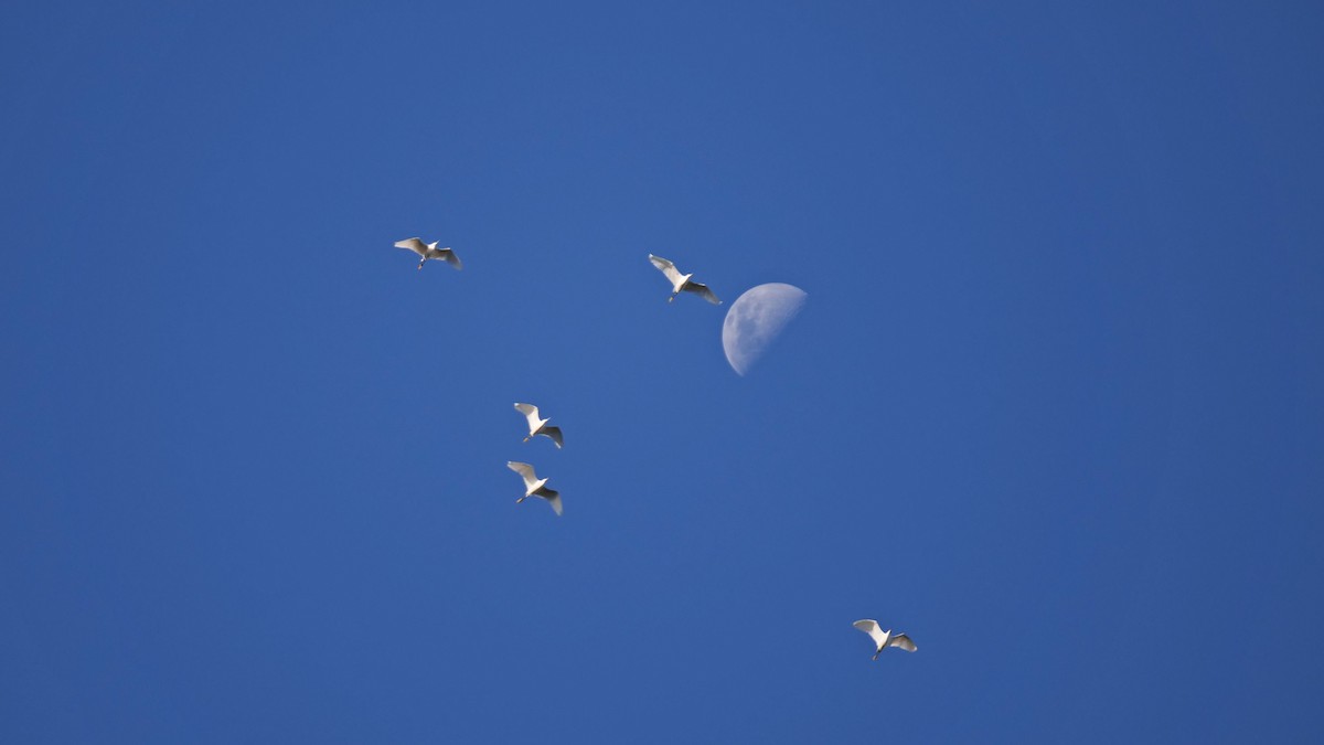 Snowy Egret - ML365437931