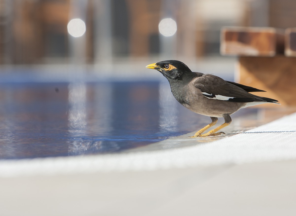Common Myna - Dominic Garcia-Hall