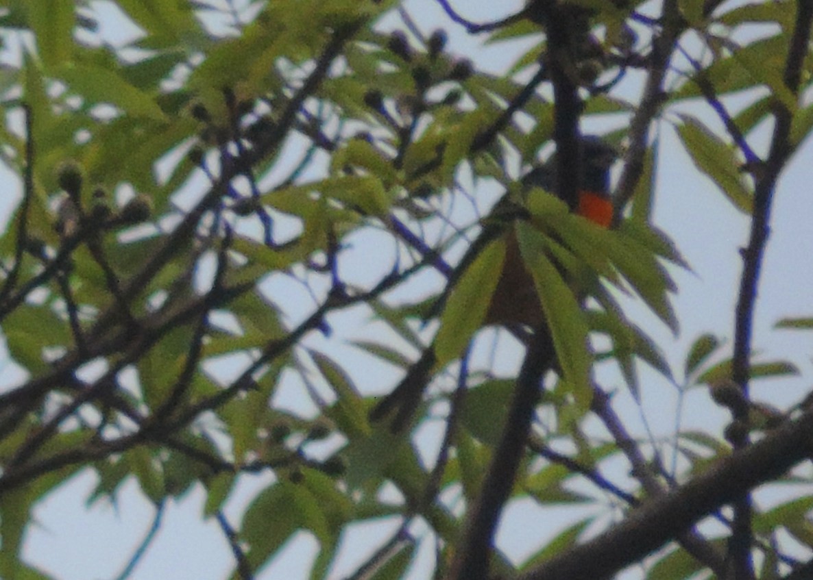 Blue-and-yellow Tanager - Laurie Koepke