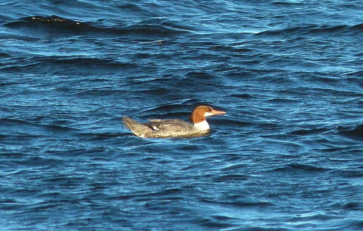 Common Merganser - ML36544071