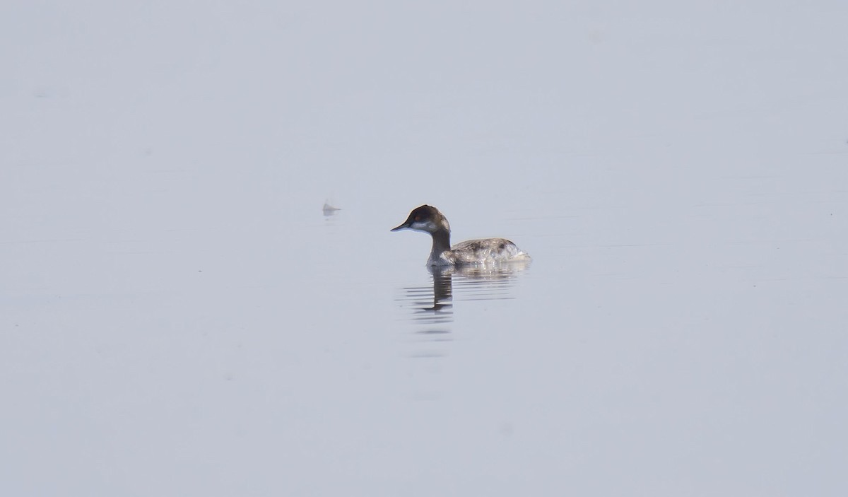 Eared Grebe - ML365441021