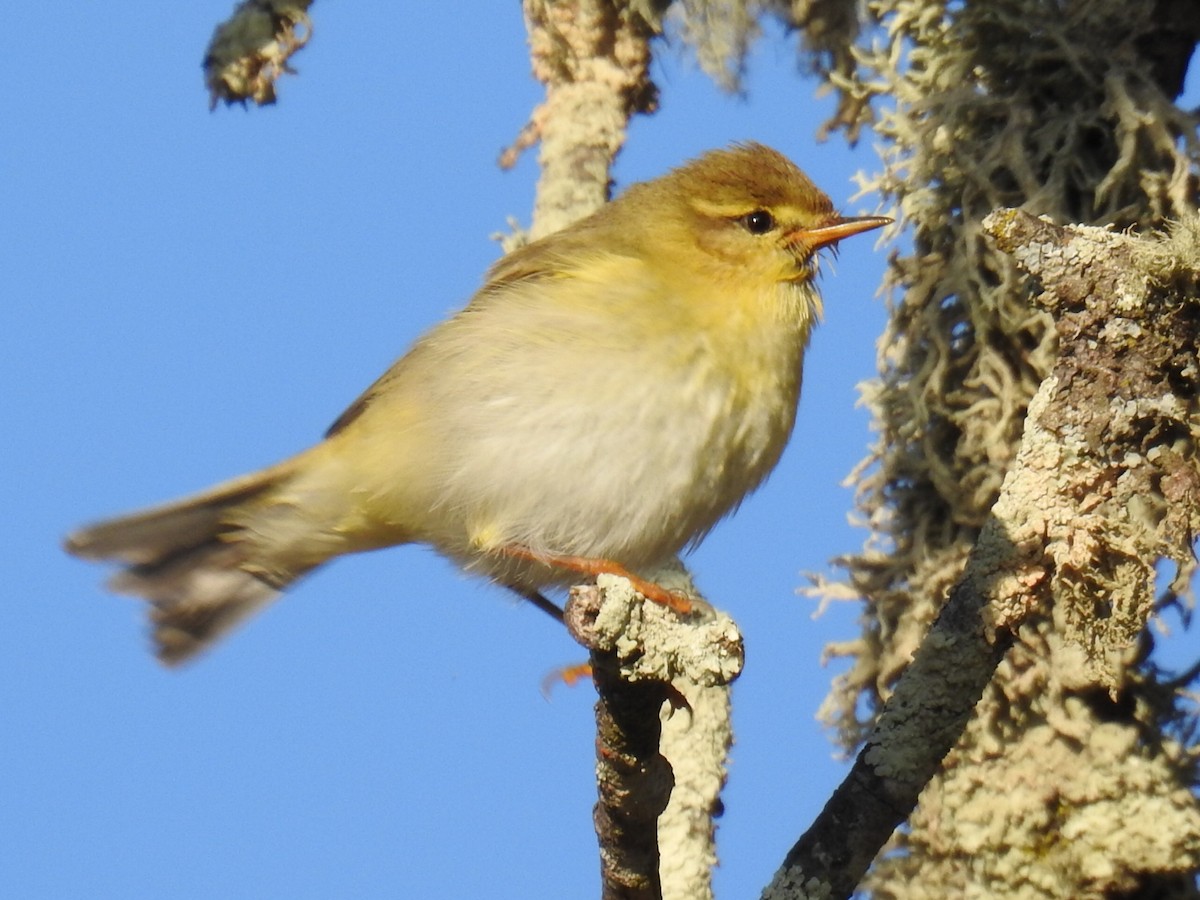 Willow Warbler - ML365441601