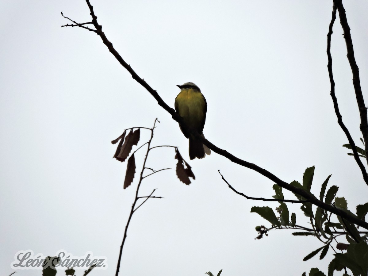 Rusty-margined/Social Flycatcher - ML365441951