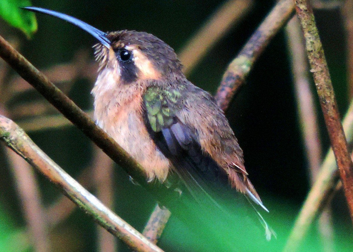 Dunkelkehl-Schattenkolibri - ML36544291