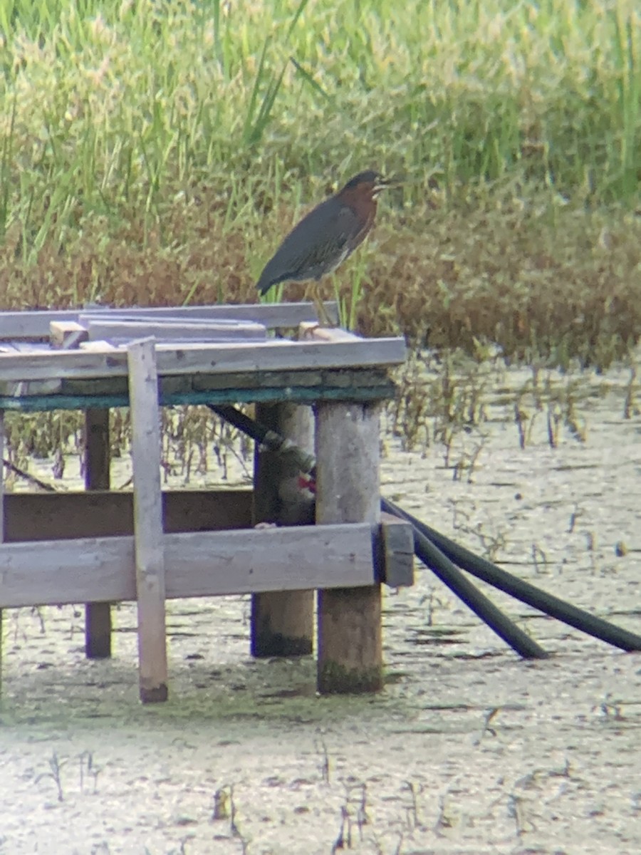 Green Heron - ML365444401