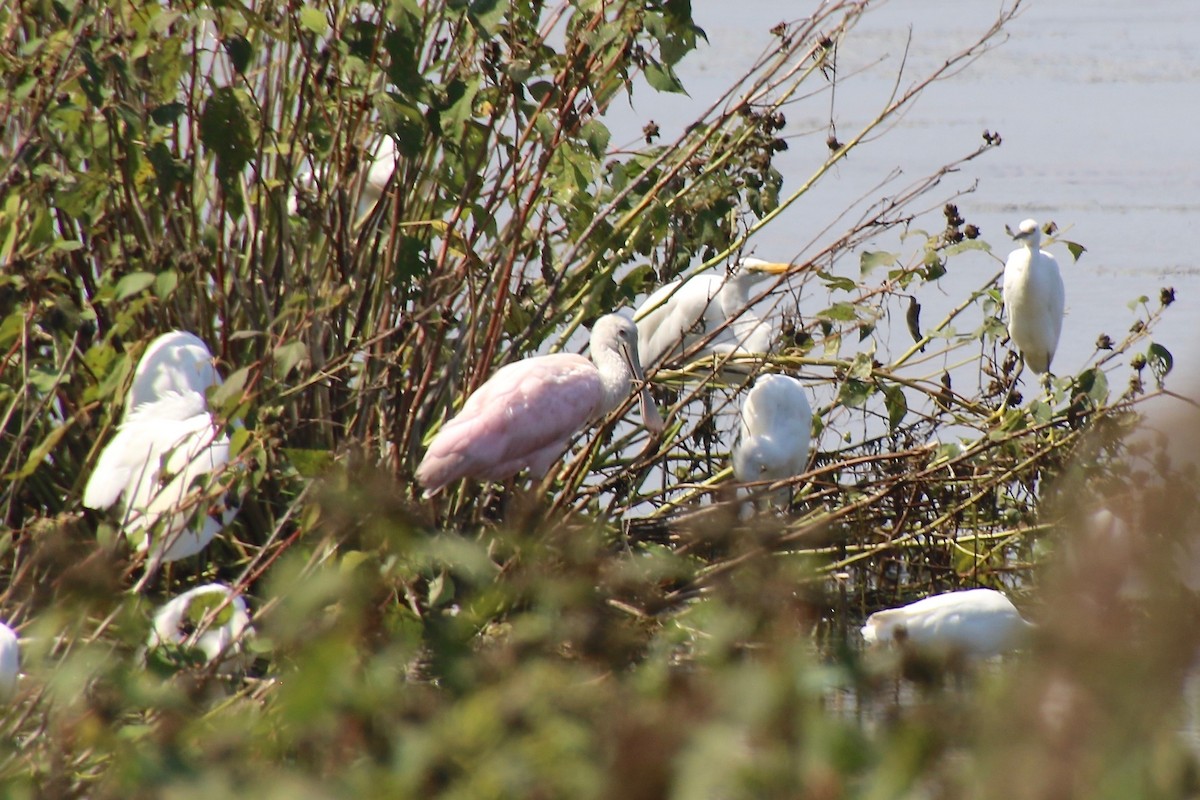 Roseate Spoonbill - ML365444801