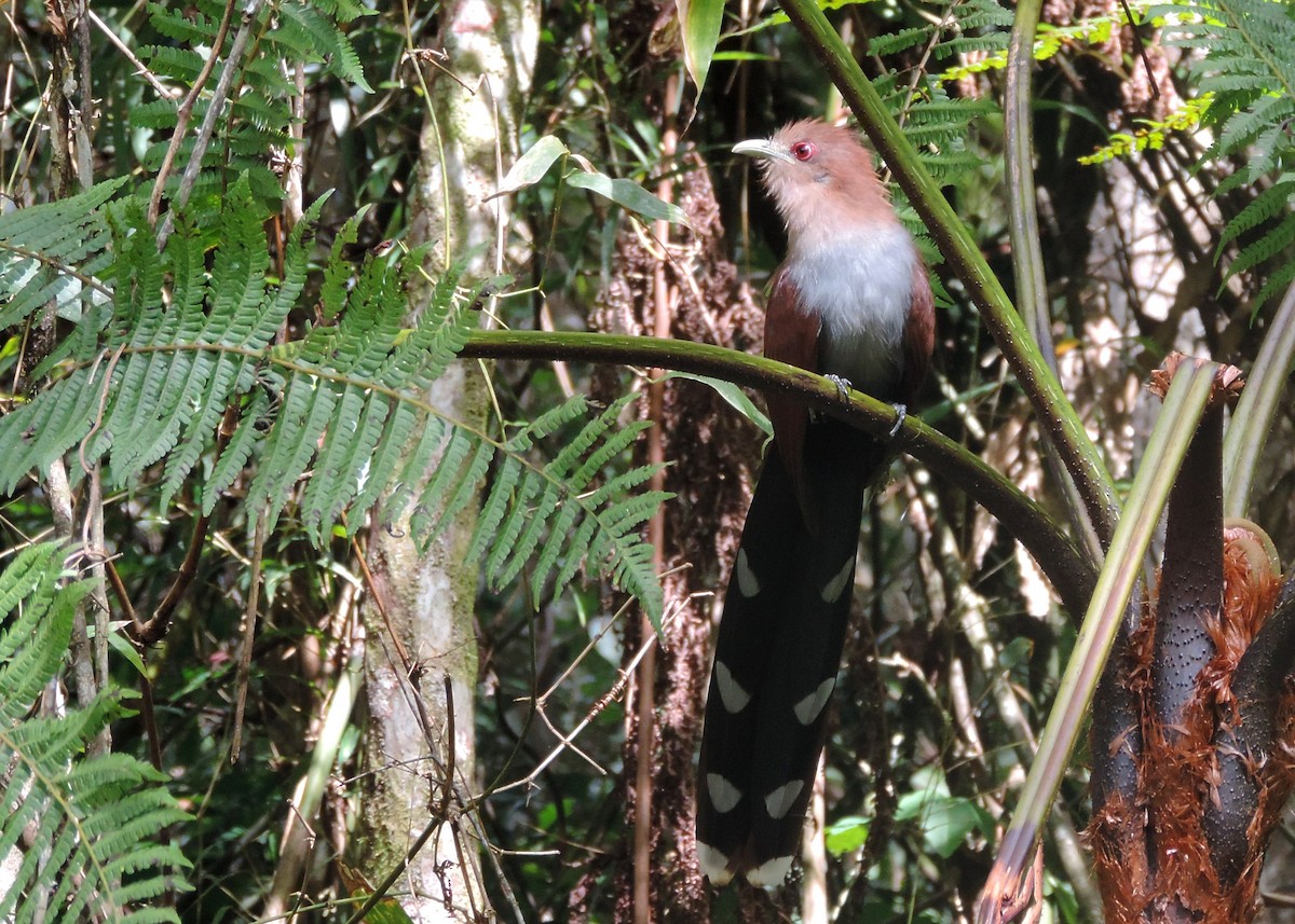 Squirrel Cuckoo - ML36544561