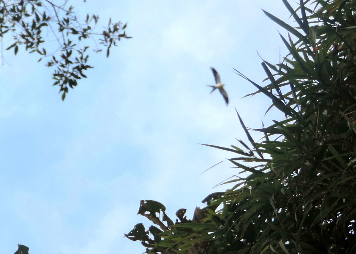 Swallow-tailed Kite - Laurie Koepke