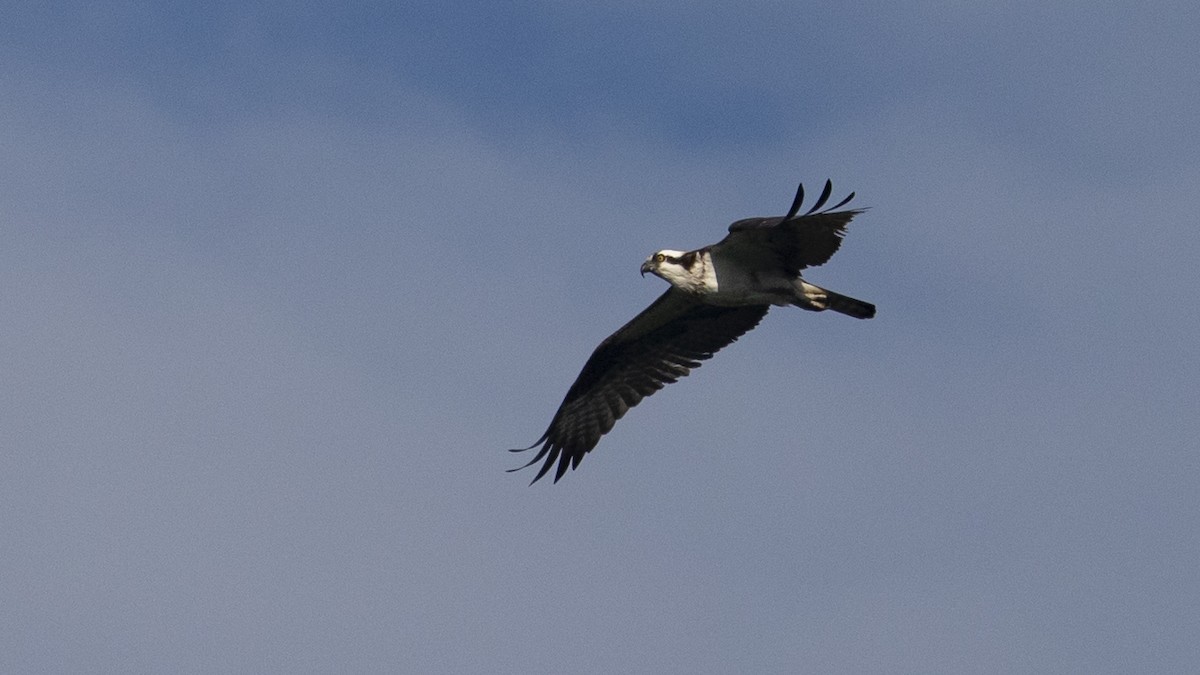 Osprey - ML365446521