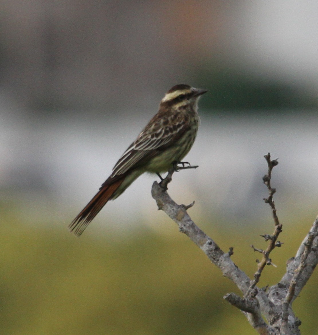 Variegated Flycatcher - ML36544681