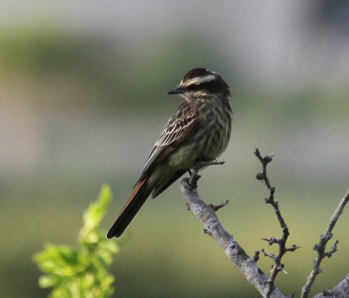 Variegated Flycatcher - ML36544691