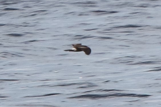 Leach's Storm-Petrel - ML365447491
