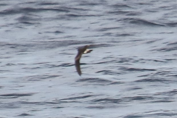 Leach's Storm-Petrel - ML365447501