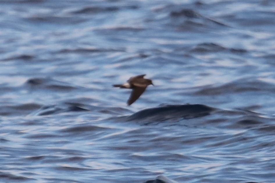 Leach's Storm-Petrel - ML365447511