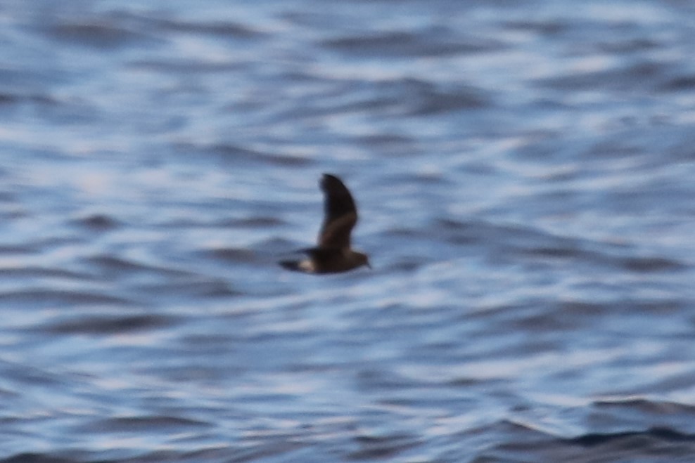 Leach's Storm-Petrel - ML365447521