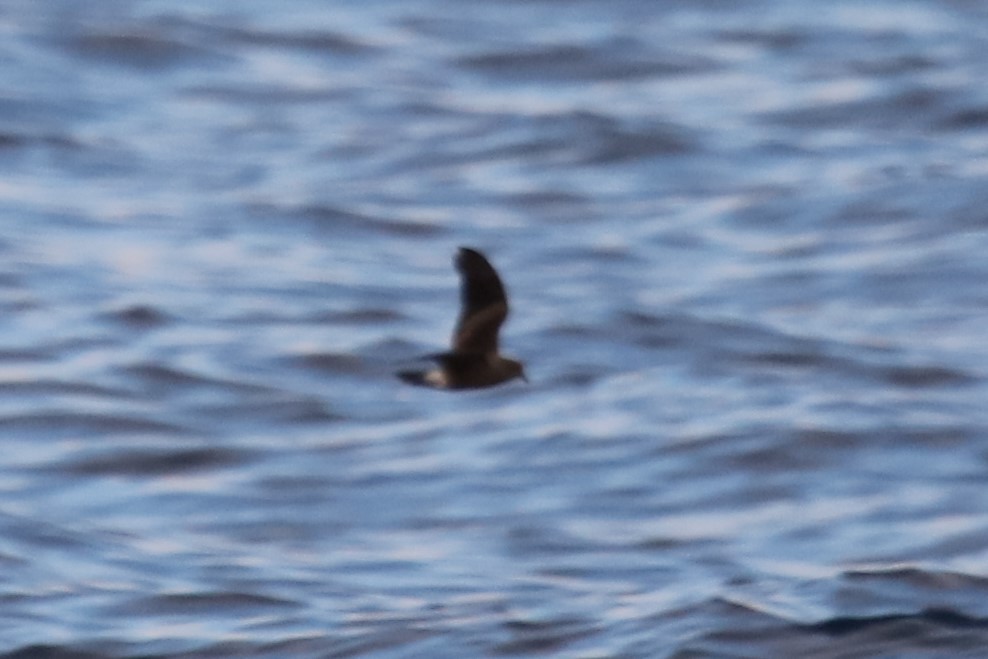 Leach's Storm-Petrel - Jeff Sexton