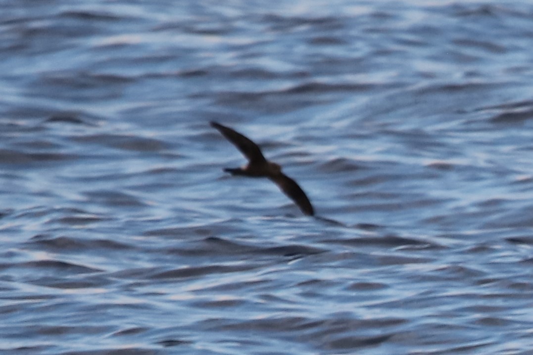Leach's Storm-Petrel - ML365447541