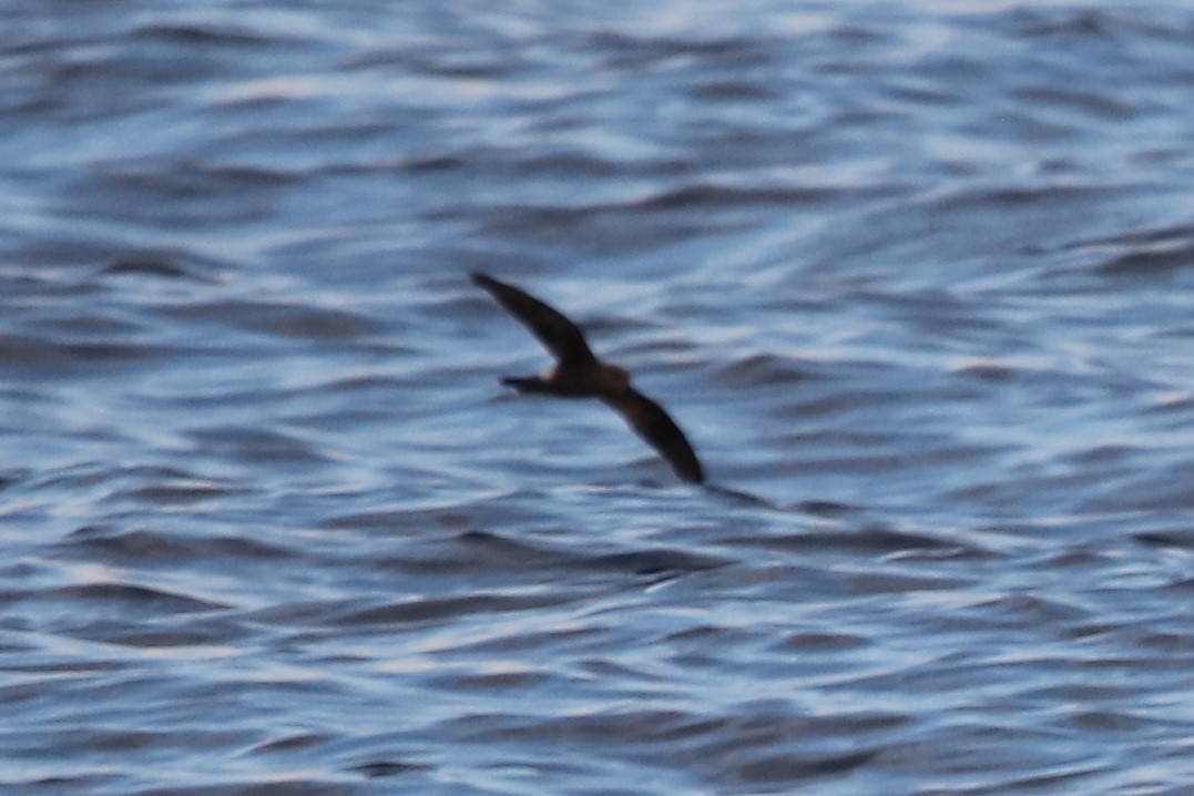 Leach's Storm-Petrel - Jeff Sexton