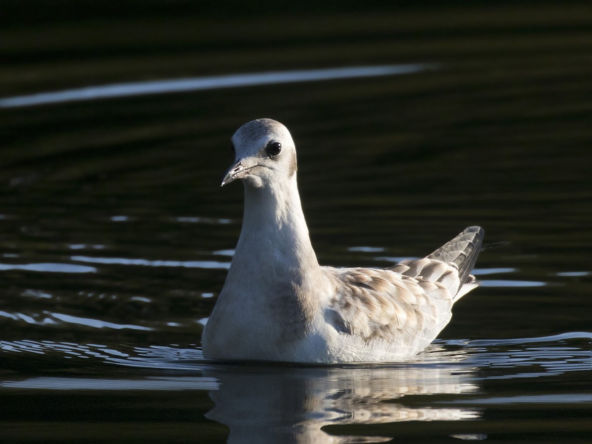 Mouette de Bonaparte - ML365449881