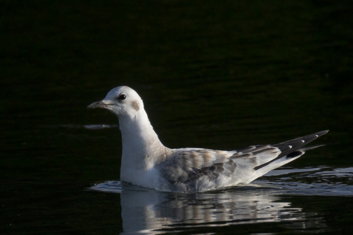 kanadahettemåke - ML365449891