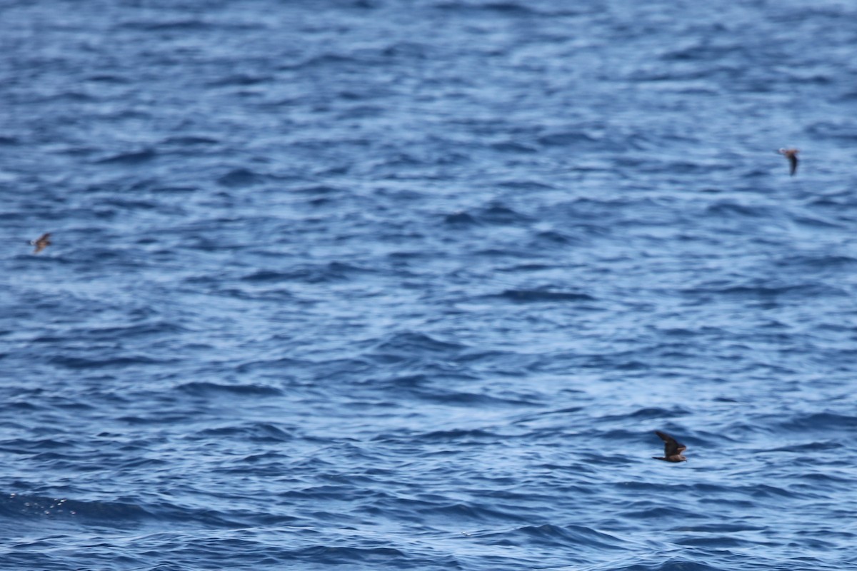 Leach's Storm-Petrel - ML365449971