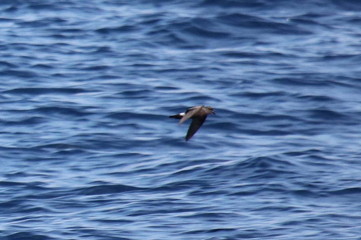 Leach's Storm-Petrel - ML365450071
