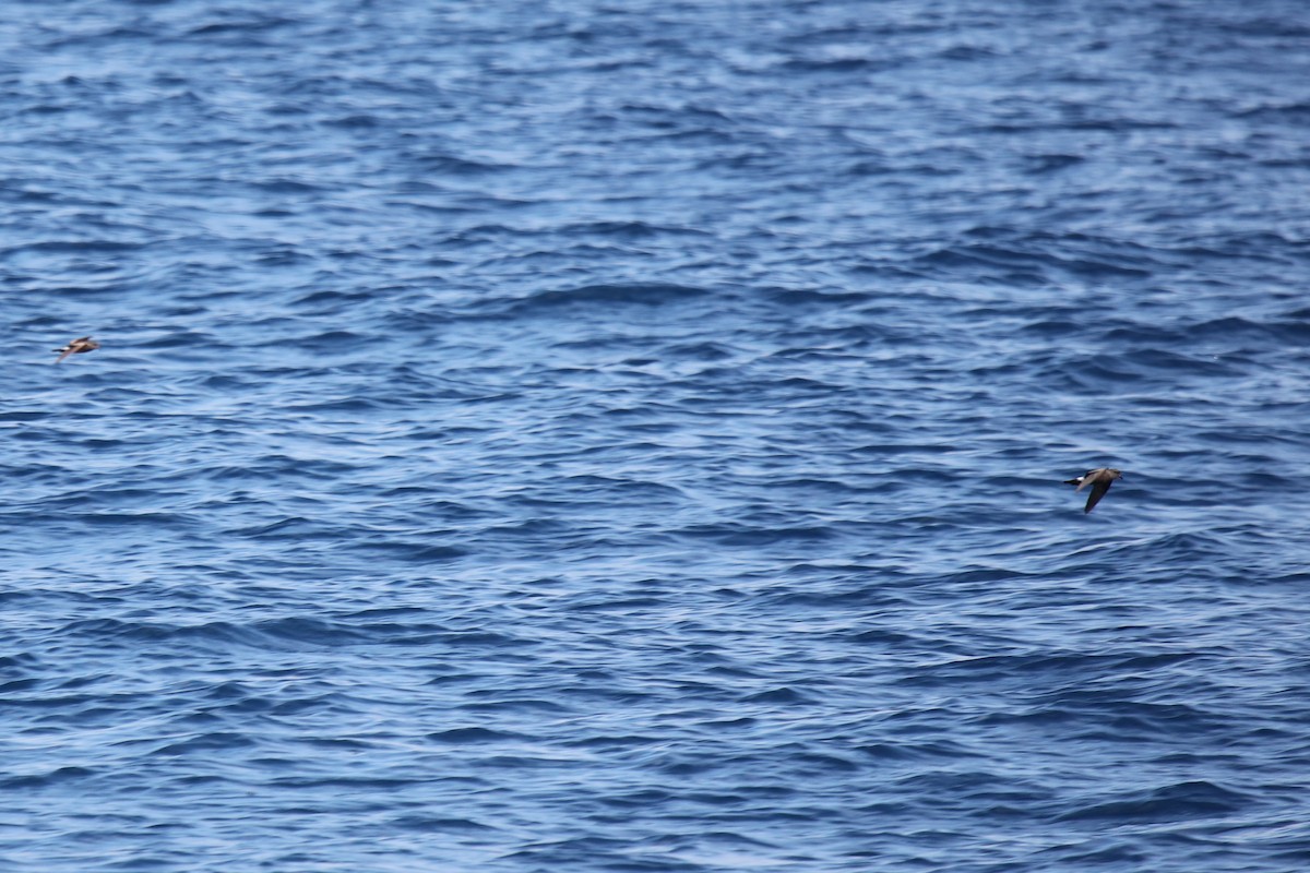 Leach's Storm-Petrel - ML365450091