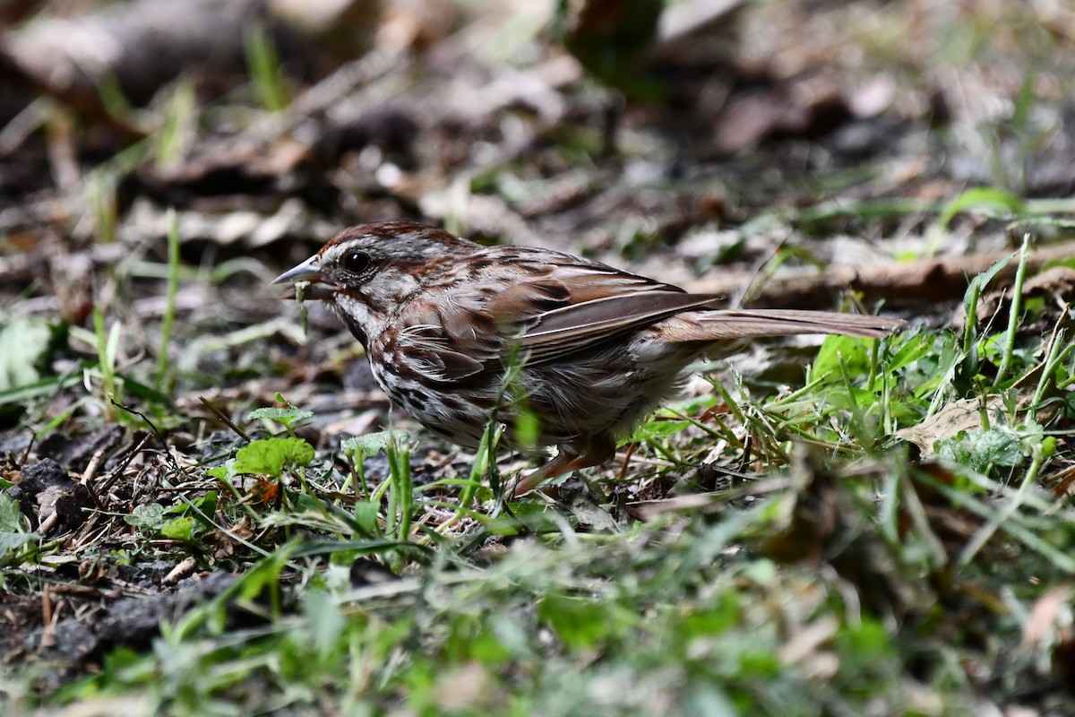 Song Sparrow - ML365451131