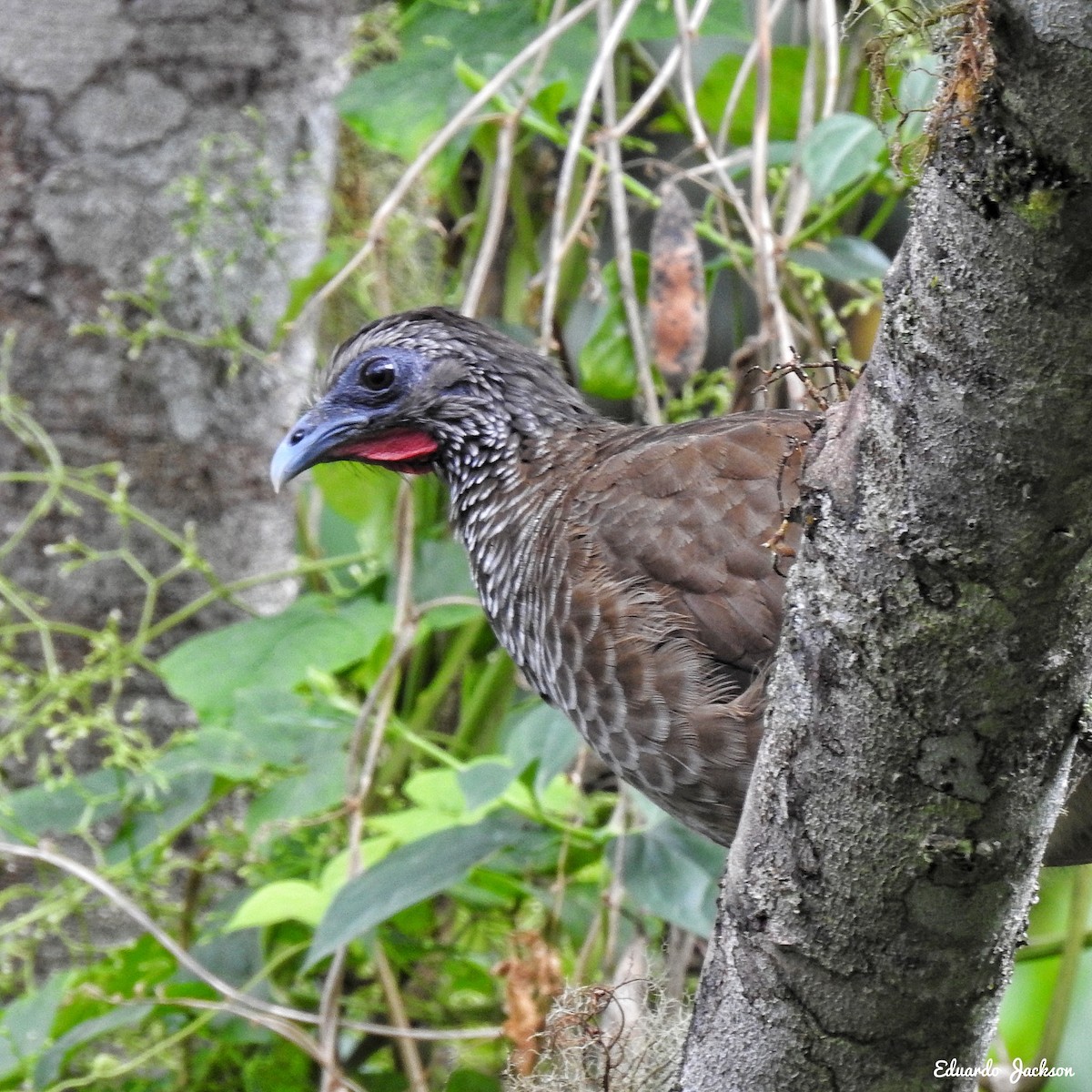 Chachalaca Moteada - ML365451271