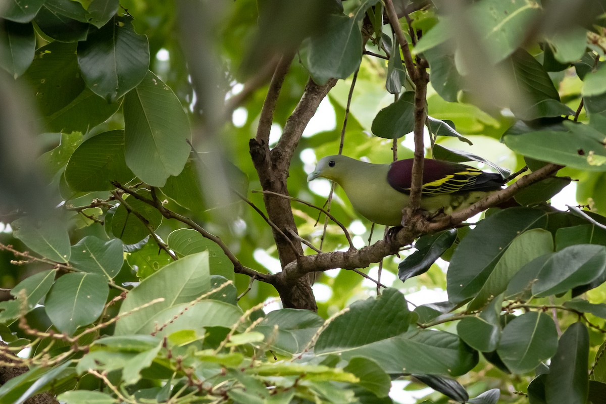 Gray-fronted Green-Pigeon - ML365451341