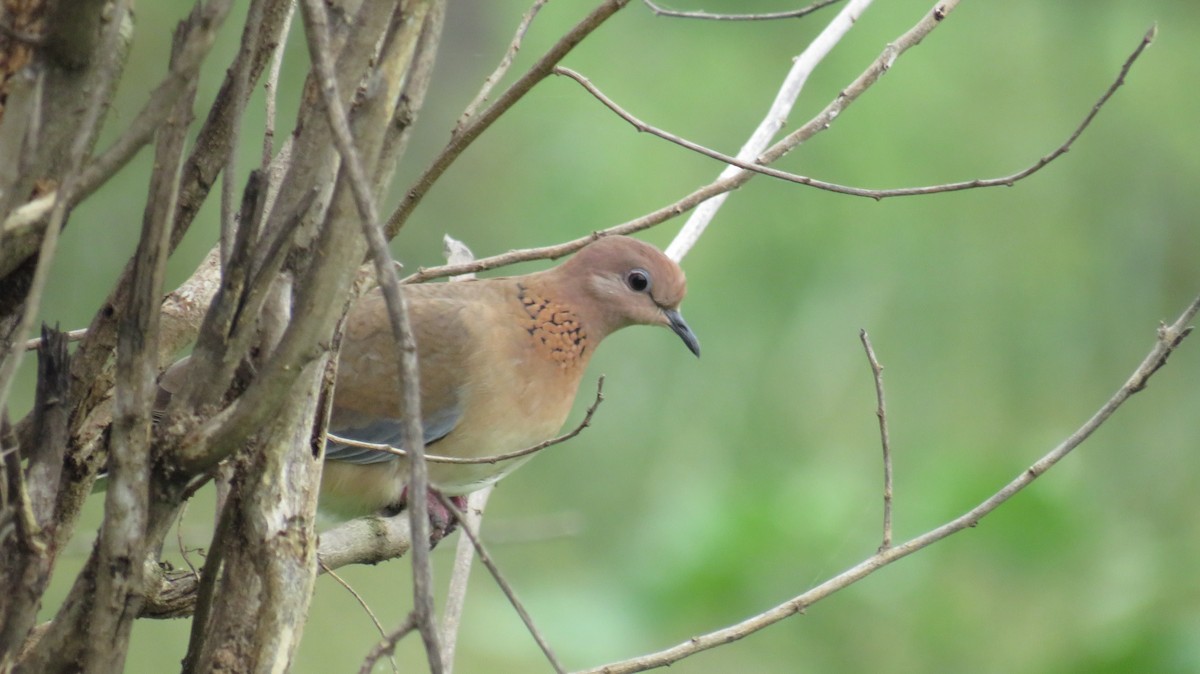 Laughing Dove - ML365451401