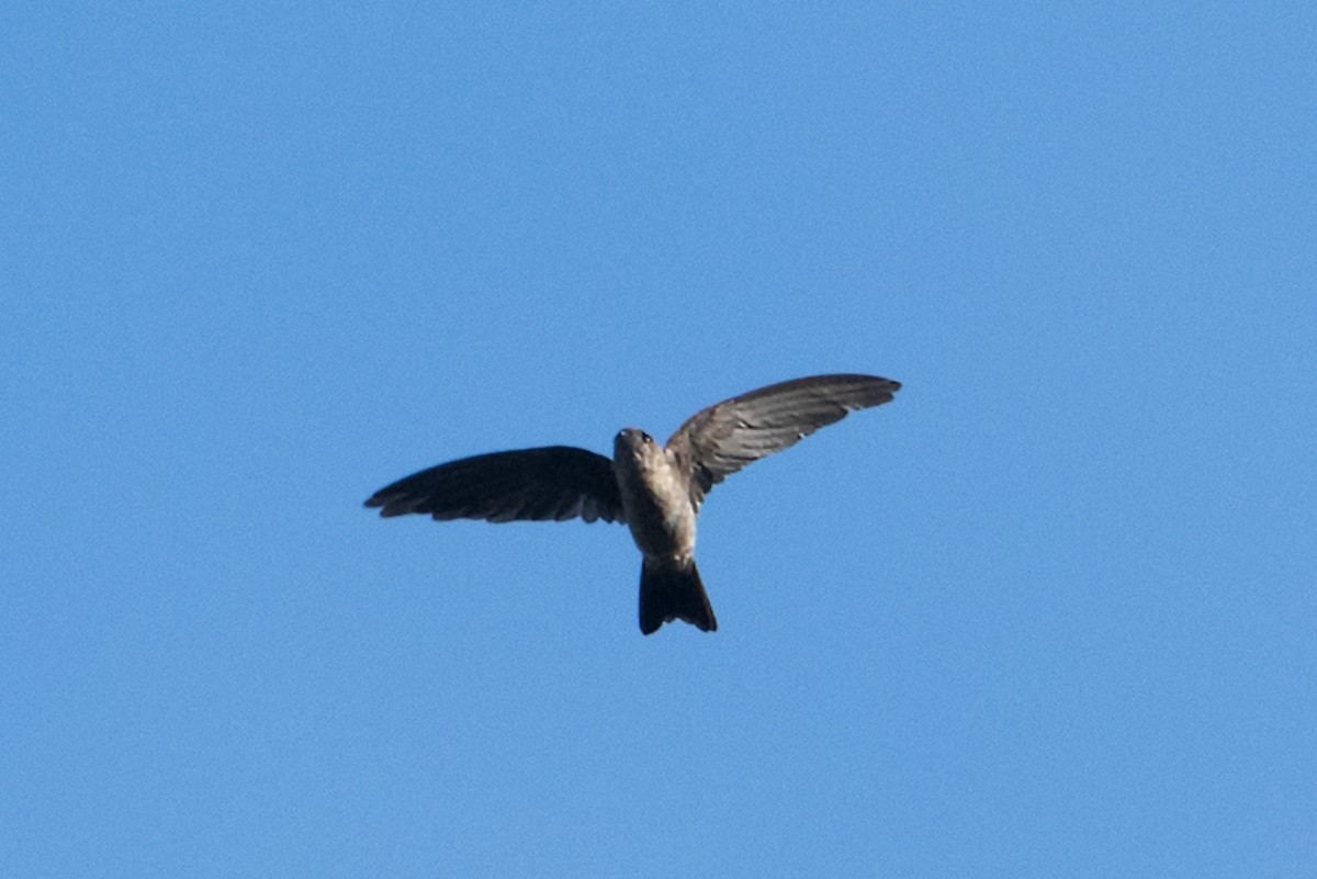 White-nest Swiftlet (White-nest) - ML365451611