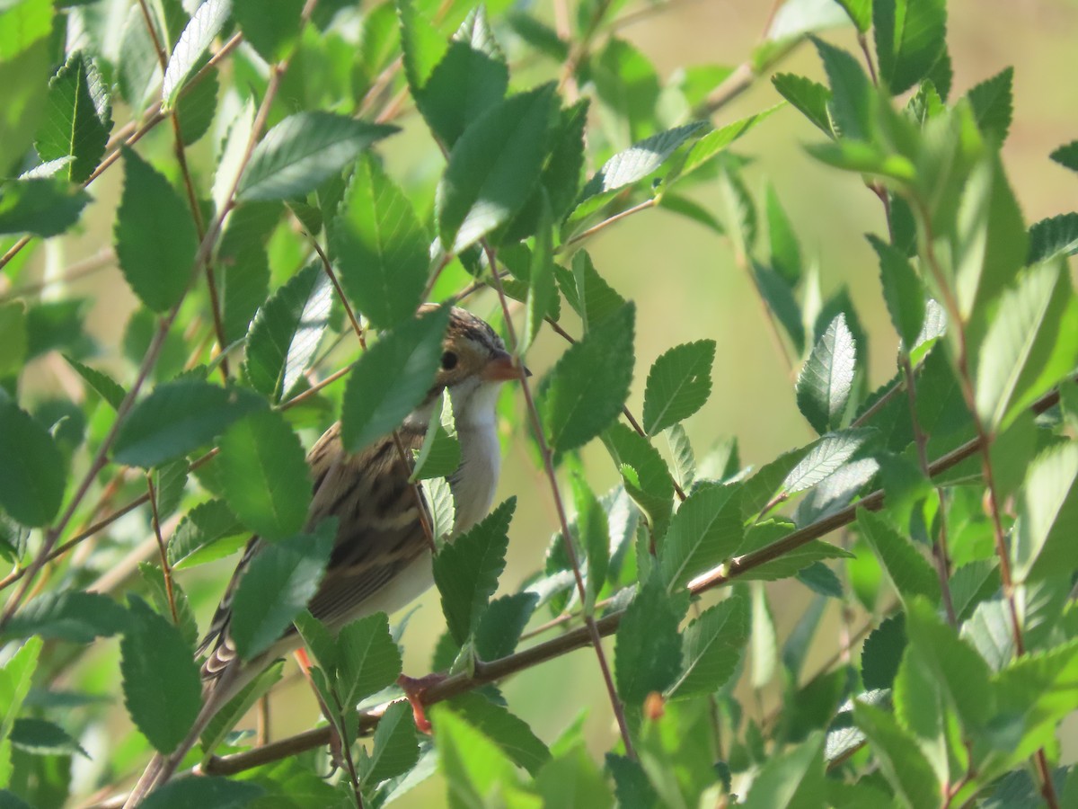 Clay-colored Sparrow - David Buckley