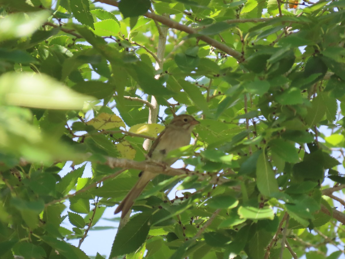 Clay-colored Sparrow - ML365452861