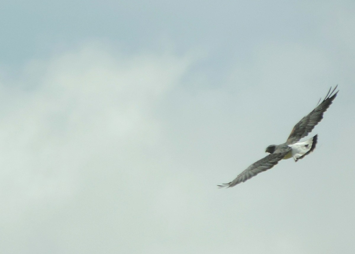 White-tailed Hawk - ML36545321